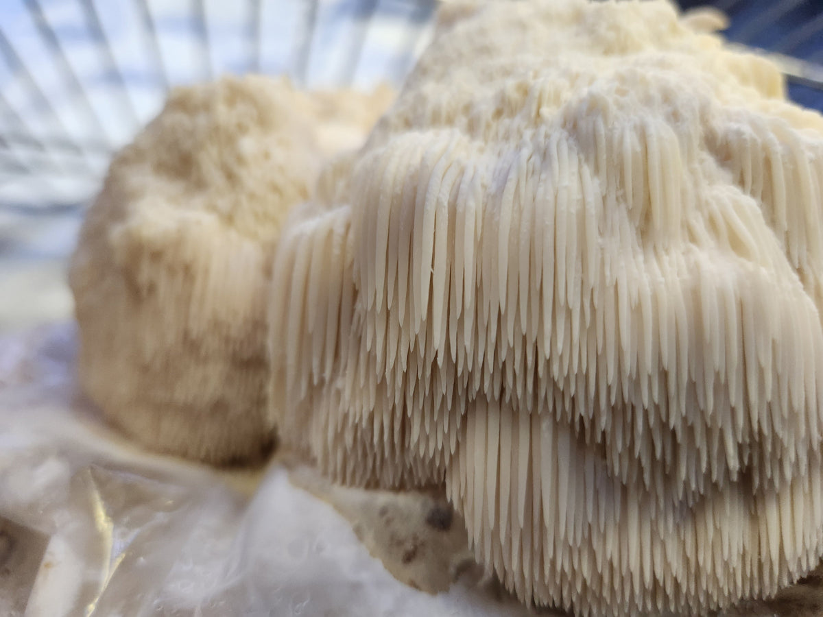 Lion's Mane Mushroom Powder