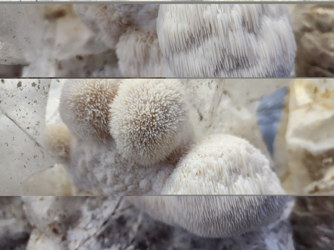 fresh lions mane for health benefits